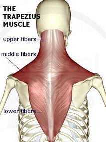 Los Angeles chiropractor--neck muscle pain